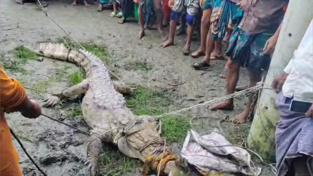 লক্ষ্মীপুরের দুর্গম চরে স্থানীয়দের হাতে ধরা পড়লো জ্যান্ত কুমির,একনজর দেখতে মানুষের ঢল